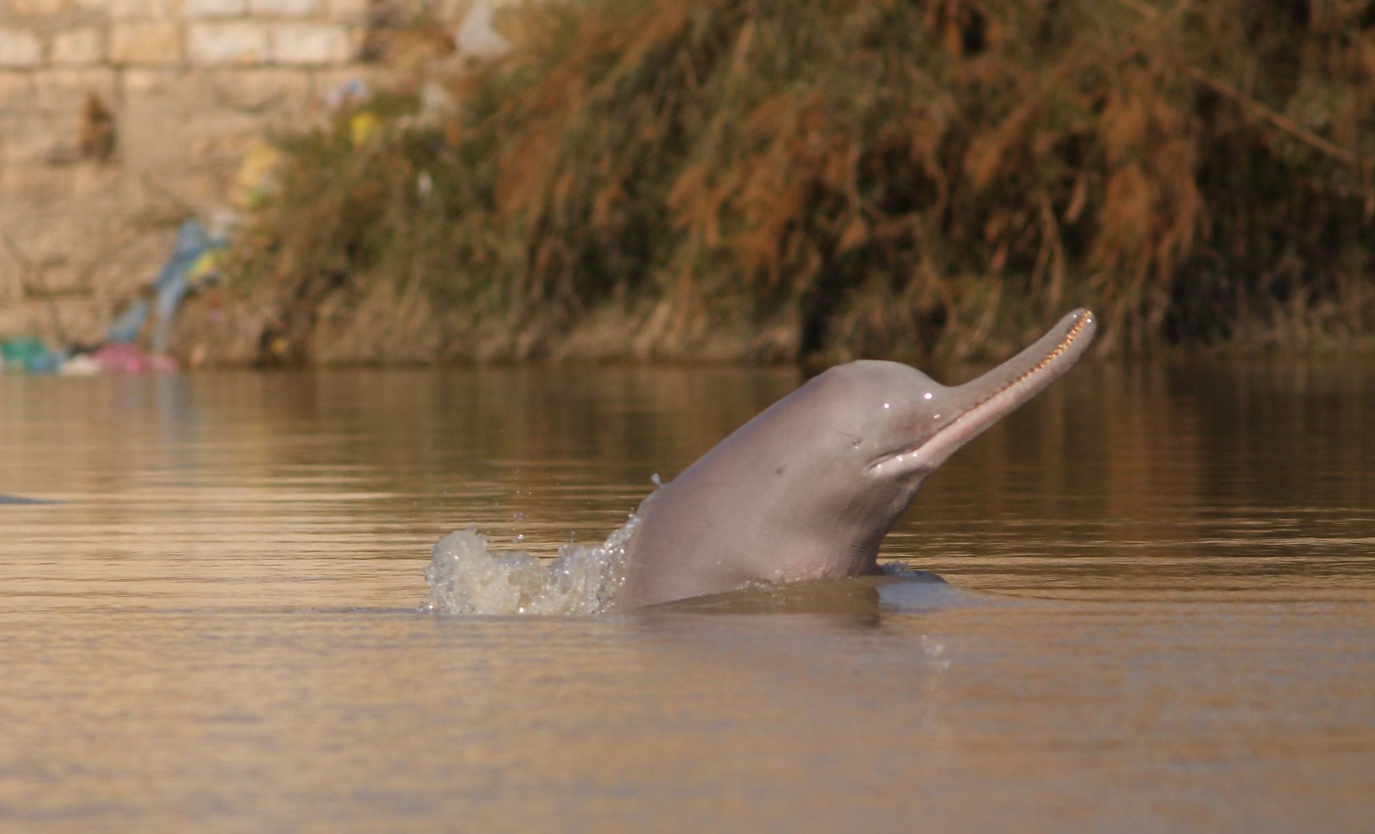 🛰 Satellite transmitters to save river dolphins