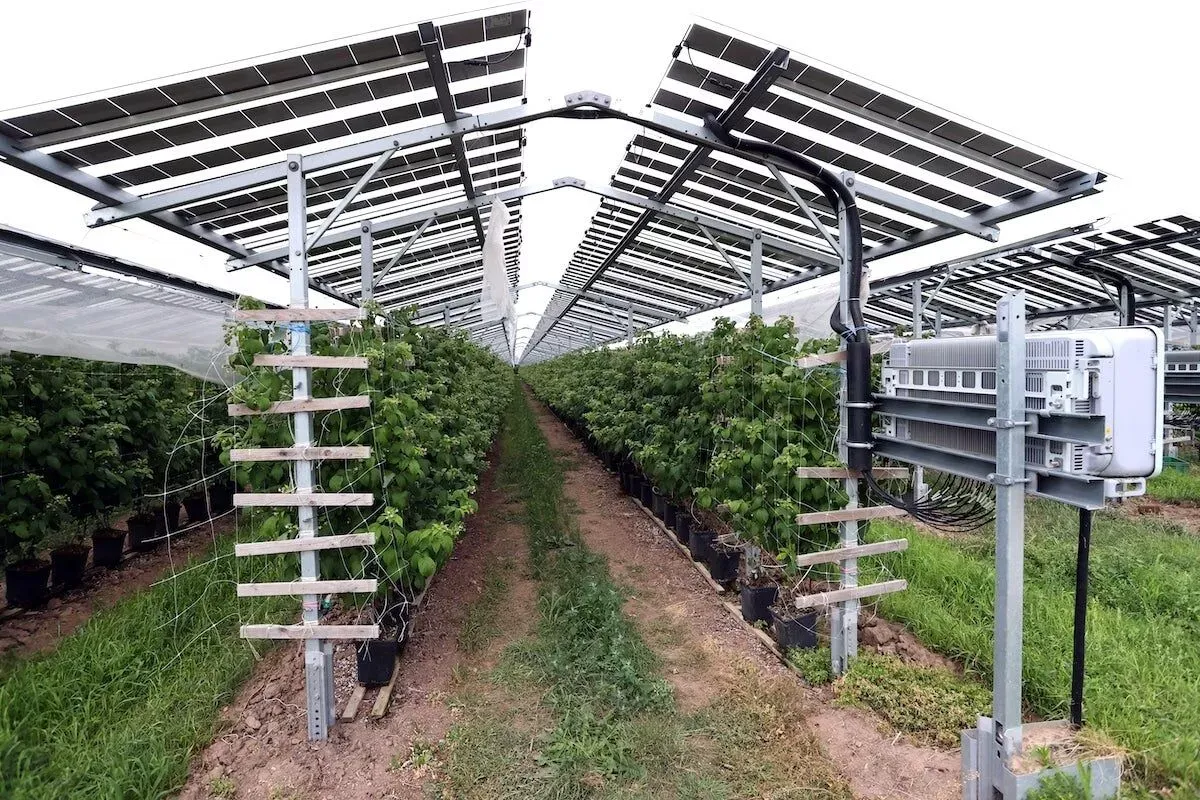 🌾 Solar panels harness the full light spectrum to improve crop yields