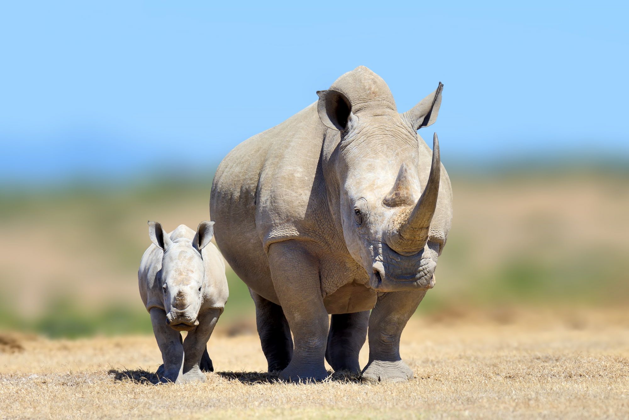 🦏 Rastúci počet nosorožcov: 5% nárast v minulom roku