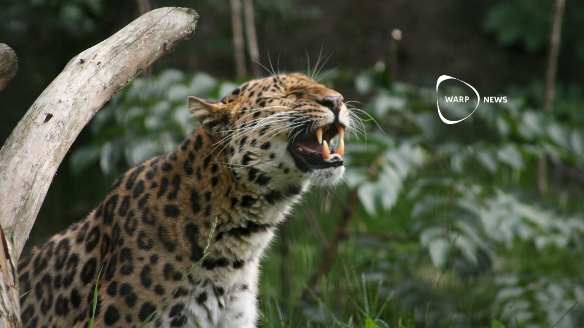 🐆 Endangered Amur leopard population increases to 130 individuals