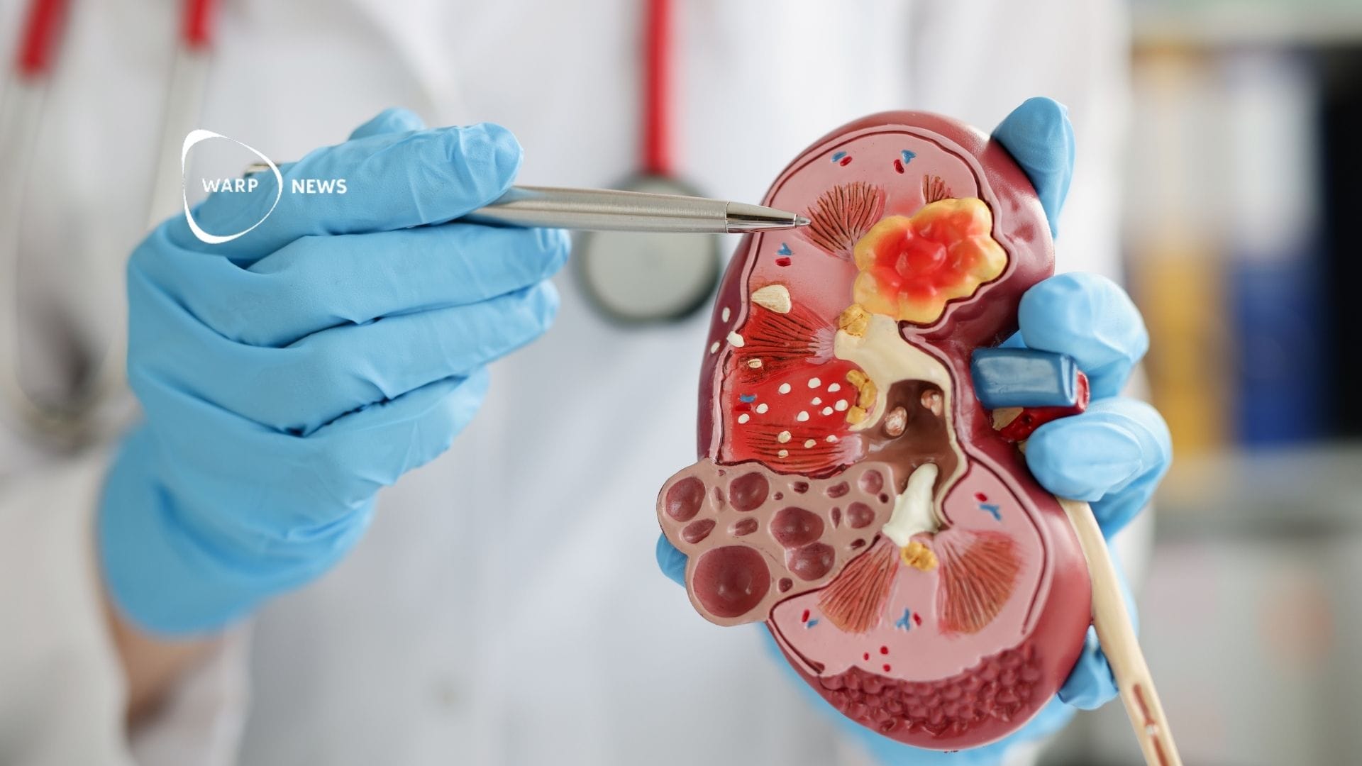🥼 Lab-grown kidneys getting closer