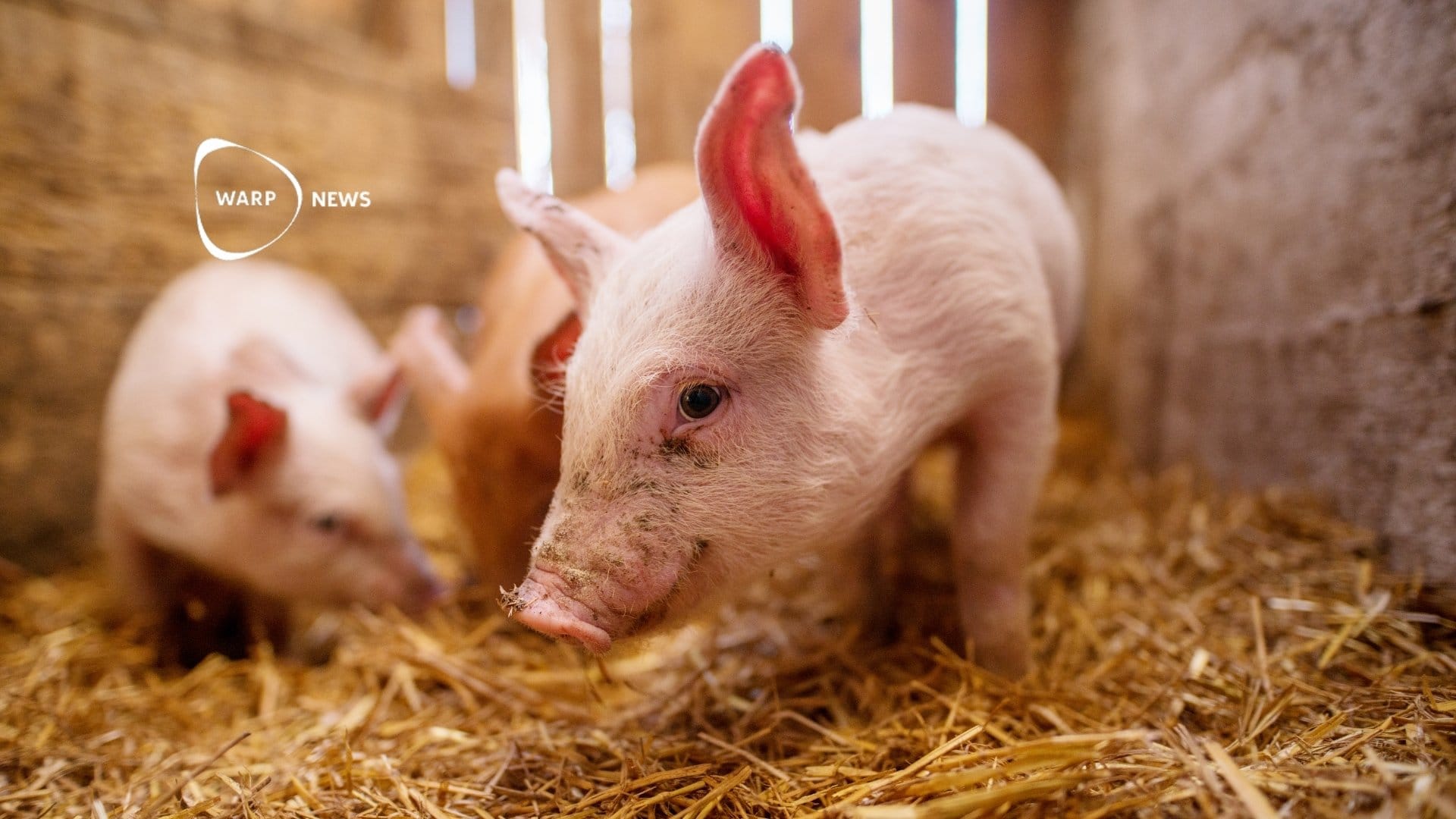 🐖 Gene-edited pigs resistant to classical swine fever