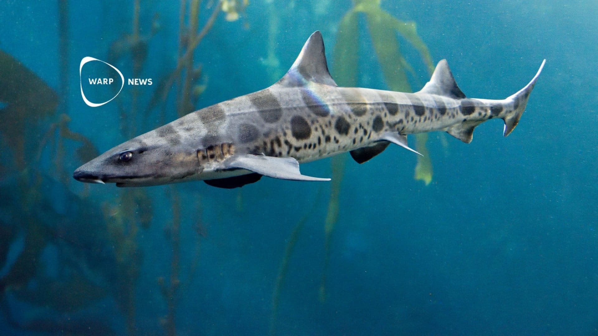 🦈 Extinct sharks to make a comeback in the ocean