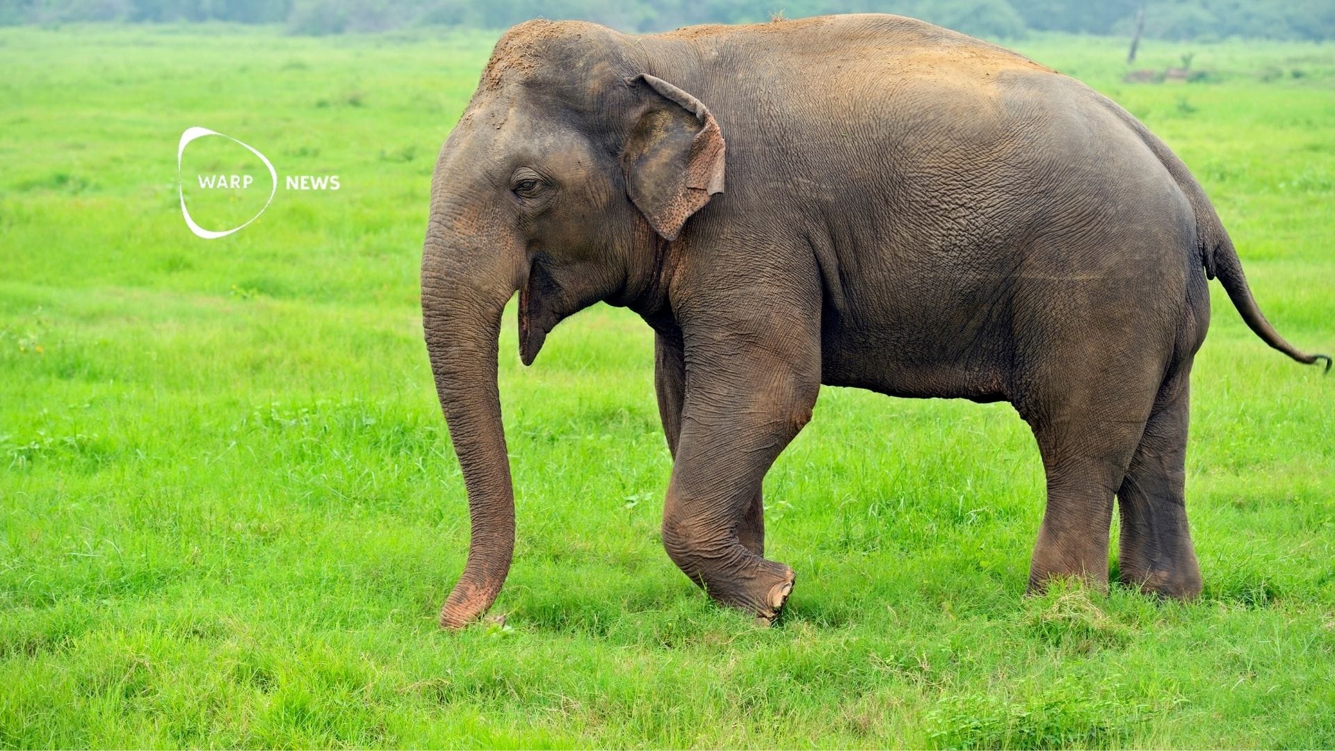🐘 Elephant poaching decreased by 50 percent after China's ivory ban