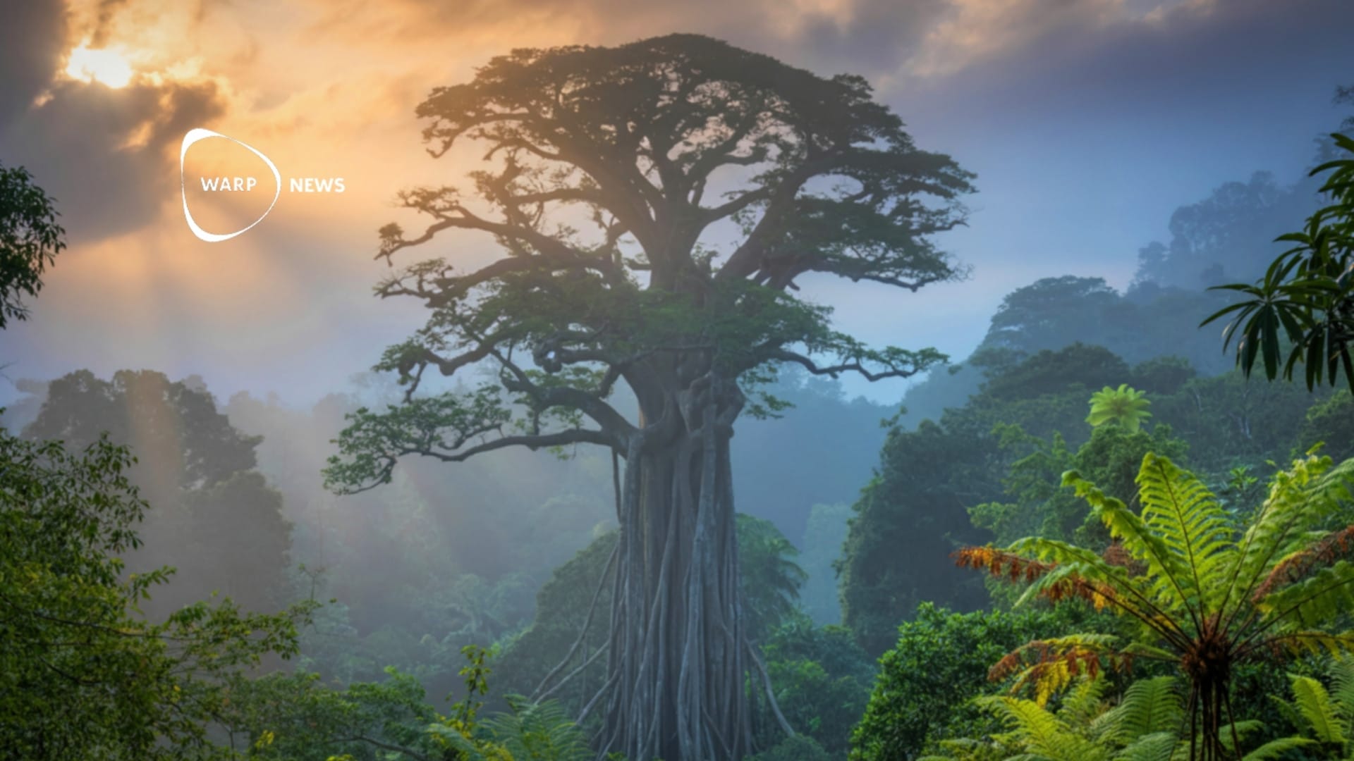 🌳 Amazon deforestation reaches lowest level in a decade