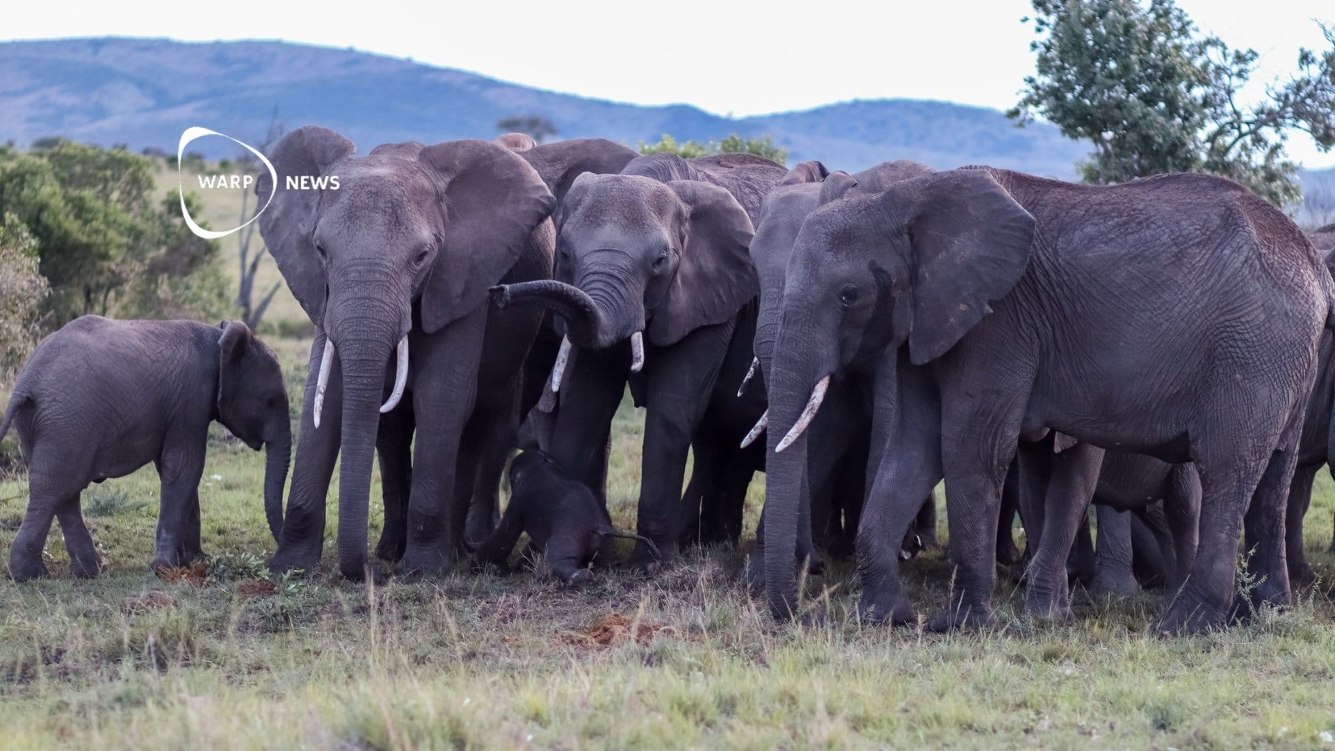 🐘 Number of African forest elephants revised upward by 16 percent