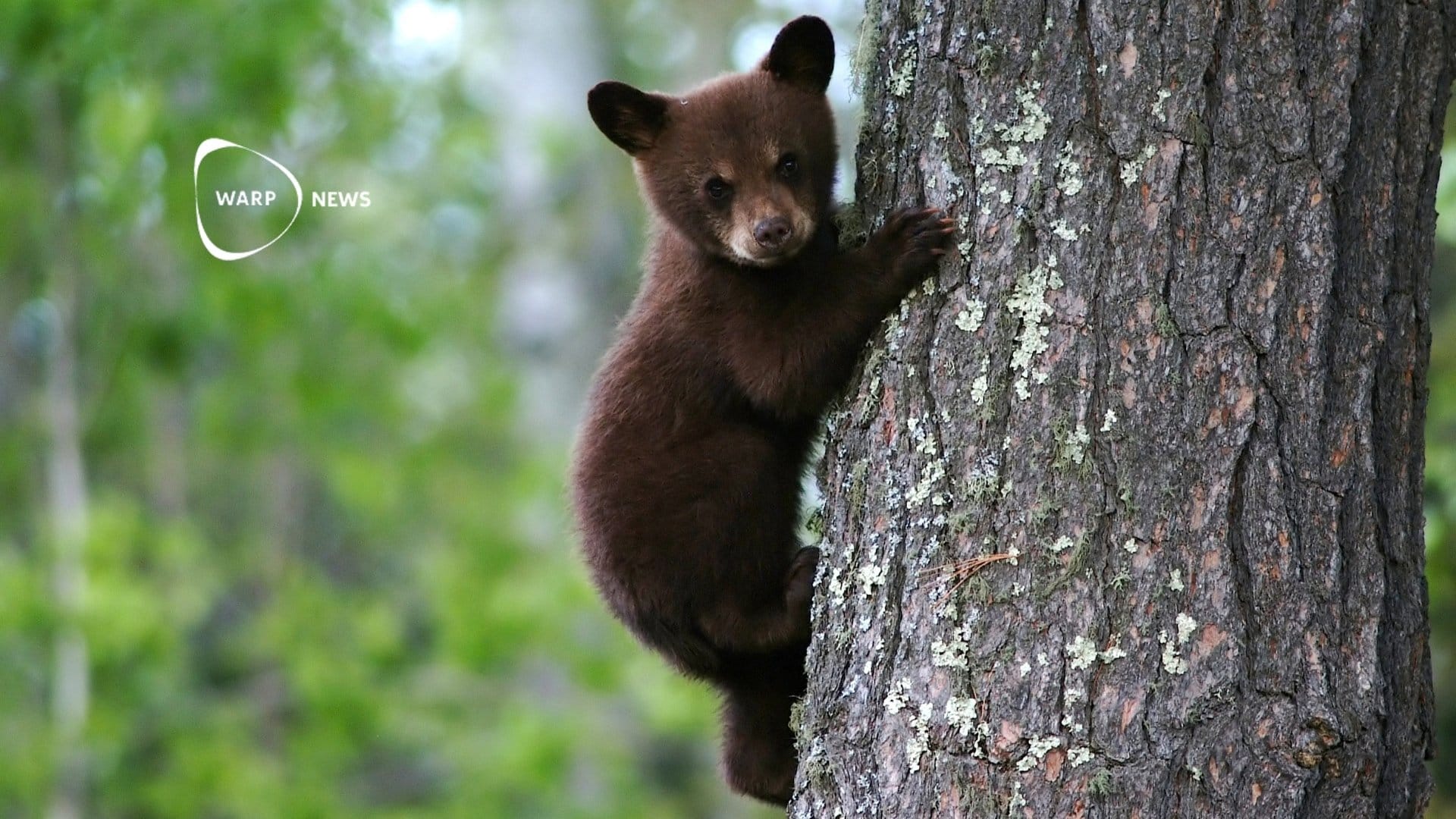 🐺 North America's large carnivores have recovered over the past 50 years