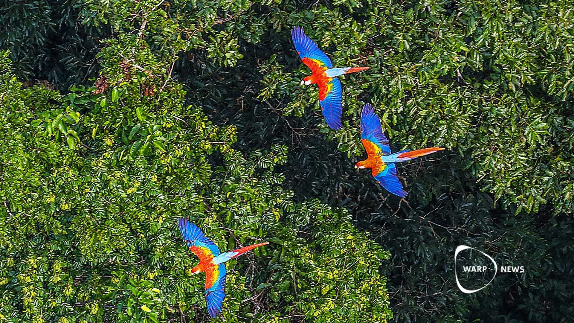 🌳 Amazon deforestation continues to decline – lowest level since 2014