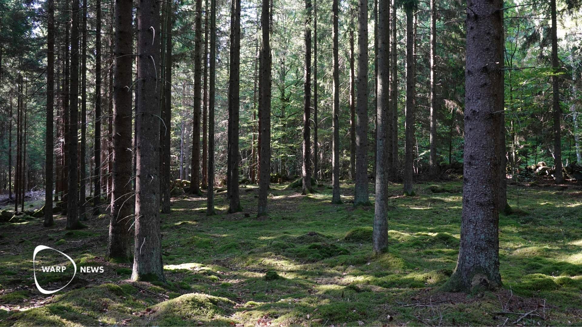 🌲 Sweden's forests are growing – every harvested tree is replaced with two to three new seedlings